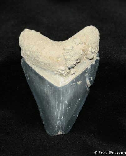 Inch Bone Valley Megalodon Tooth #733